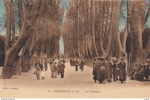 PERPIGNAN , France , 00-10s ; Les Platanes