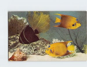 Postcard Angelfishes, John G. Shedd Aquarium, Chicago, Illinois