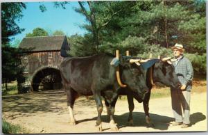 Yoke of Holstein Oxen, Old Sturbridge Village Massachusetts Vintage Postcard J07