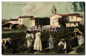 Old Postcard Picking Flowers