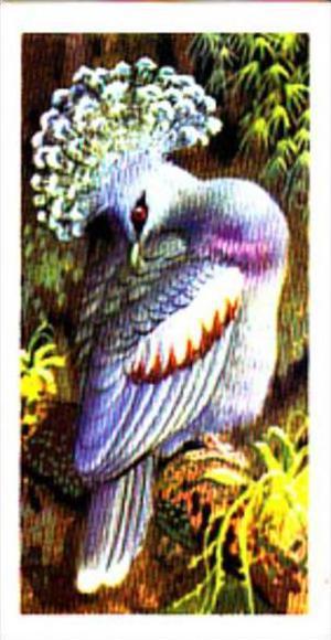 Brooke Bond Trade Card Tropical Birds No 48 Victoria Crowned Pigeon