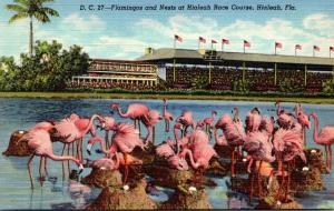 Birds Flamingos Nesting At Hialeah Race Track Miami Florida Curteich