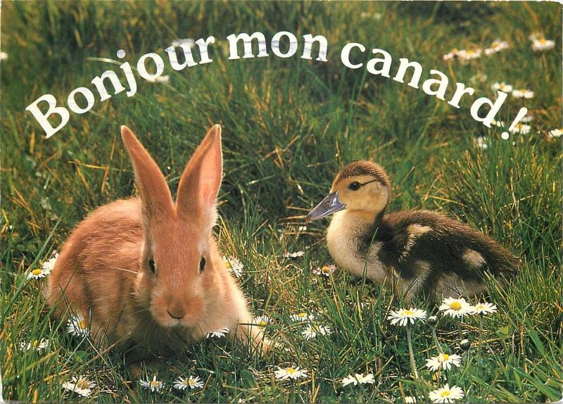 Bonjour mon canars lapin rabbit