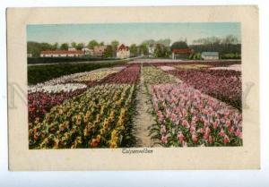 158283 Netherlands Tulpenvelden Tulip Fields Vintage postcard