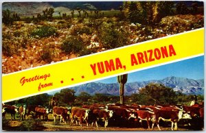 VINTAGE POSTCARD CACTUS GARDEN AND CATTLE ROUNDUP NEAR YUMA ARIZONA 1960s