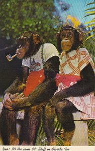 Dressed Monkeys Sitting On Bench Smoking Pipe Monke Jungle Florida 1967