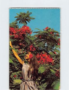 Postcard Flamboyant Blossoms, St. Thomas, Virgin Islands