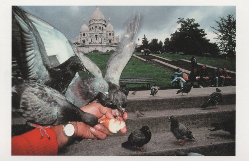 Feeding French Birds at Sacre Coeur Square Willette Paris Postcard