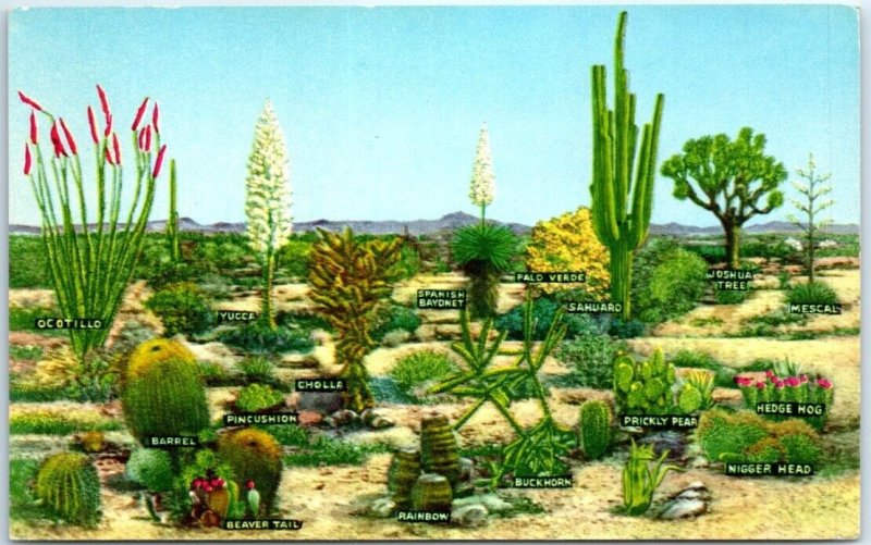 Postcard - A Few Varieties Of Vegetation 