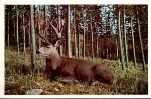 Canada Beautiful Mule Deer