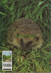 Animals Postcard - Stop The illegal Poisoning of Hedgehogs  RR14378
