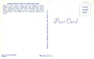 Maple Syrup in New England in the Spring Maple Syrup Postcard