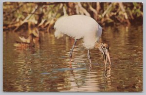Animal~Wood Stock Bird Drinking Water Out Of Lake~Vintage Postcard 