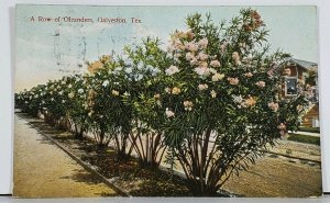 TX A Row of Oleanders Galveston Postcard J15