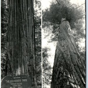 1946 Dyerville Flats, CA Tallest Founders Tree RPPC Real Photo Postcard A68