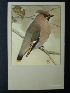 Bird Theme WAXWING c1950s Postcard by P. Sluis Series 9 No.102