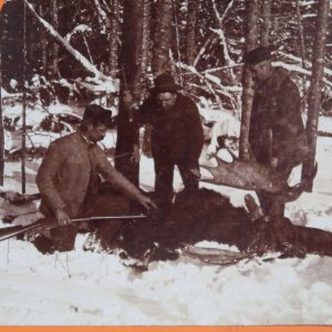 c1920 Hunters with Fallen Large Moose Winter Snow Stereoview Keystone A5