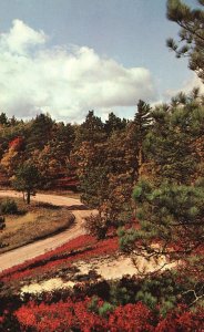 Postcard Autumn's Carpet of Red Scenic Road View The Water Wonderland Michigan