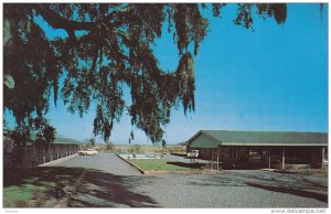 The Carolinian Motel, Swimming Pool, GEORGETOWN, South Carolina, 40-60s