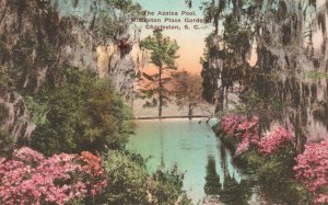 Vintage Postcard Azalea Pool Middleton Place Garden Charleston South Carolina SC