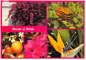 US11 USA FL Blossom of Florida multi view 1992