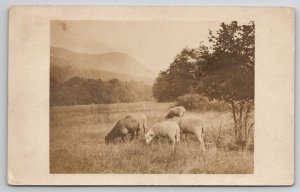 RPPC Fairview NH Grazing Lambs Sheep Postcard H25