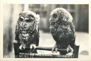 Postcard RPPC California Yosemite National Park beautiful owls 1940s 23-6265
