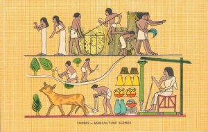 Egypt Thebe Agriculture Scenes Vintage Postcard 02.99
