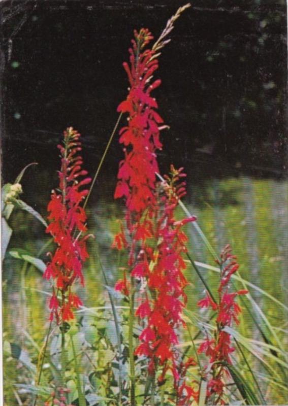 Flowers Cardinal's Flower Protected New York State Flower