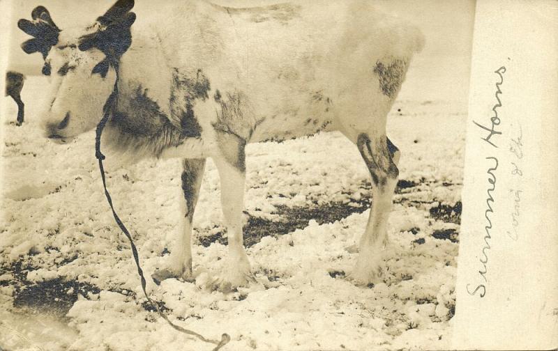 Nome, Alaska, Reindeer (1905) RPPC