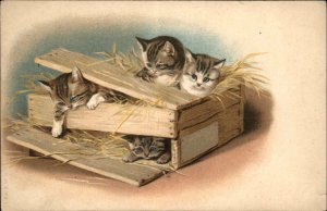 Cute Kittens Cats Playing in Wooden Box A&MB c1905 Postcard