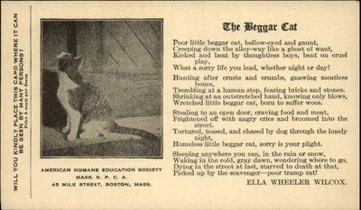 BOSTON MA American Humane Society Beggar Stray Cat c1910 ...