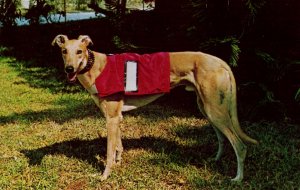 Greyhound - Izz A Champ