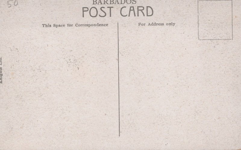 Barbados Coconut Palms at Bath Vintage Postcard 05.32