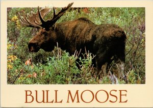 Bull Moose Wildlife Animal Unused Louis Kis Postcard C7