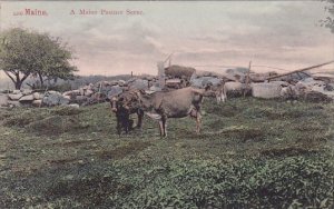 A Maine Pasture Scene Maine