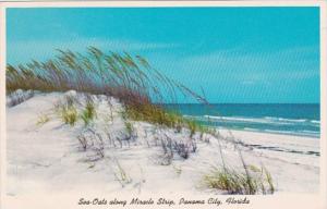 Florida Panama City Beach Sea Oats and Sand Dunes Along MIracle Strip