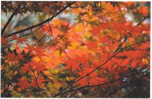 US Mint Card. colorful fall leaves. Harlequin. 2006