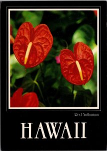 Red Anthurium Hawaii Postcard PC527