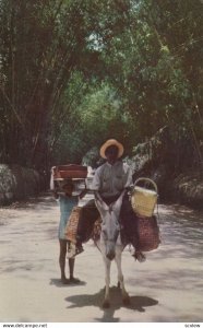 JAMAICA, B.W.I., 1940-60s; Local riding on a donkey through Bamboo Grove