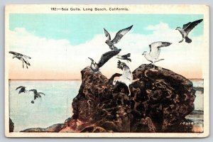 Long Beach California~View Of Sea Gulls On Rock At Ocean~Kashower Co~Vintage PC