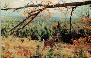 La Tuque Quebec Hunting Scene Deer Hunter QC QUE Vintage Postcard H5