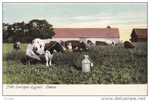 SKANE, Sweden, 1900-1910s; Fran Sveriges Bygder, Cattle, Milking The Cow