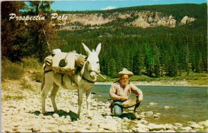 'Prospectin Pals' Gold Miner Prospector White Mule Unused Postcard E84