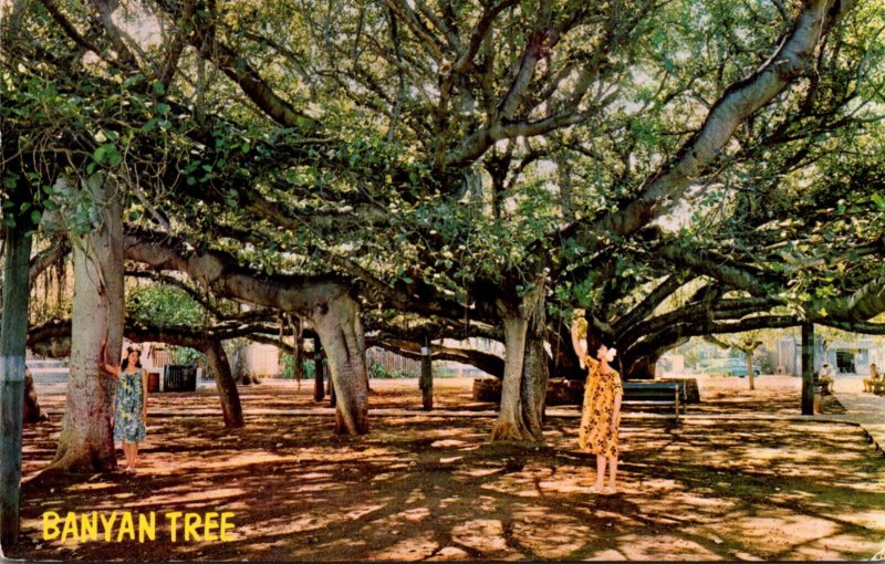 Hawaii Maui Lahaina The Banyan Tree