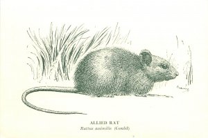 Australian Wildlife Art Postcard; Allied Rat, Museum of Victoria, A/S Browning