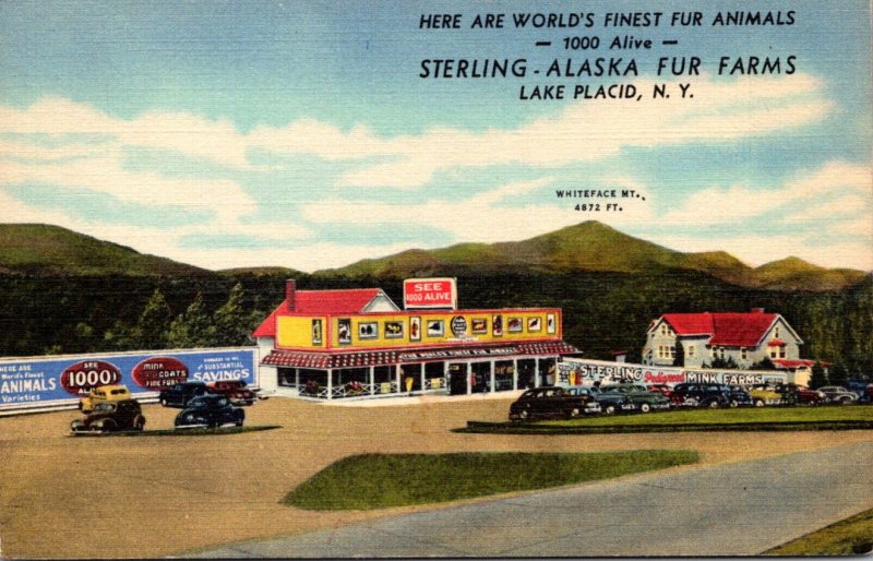 New York Adirondacks Lake Placid The Sterling-Alaska Fur Farms Curteich