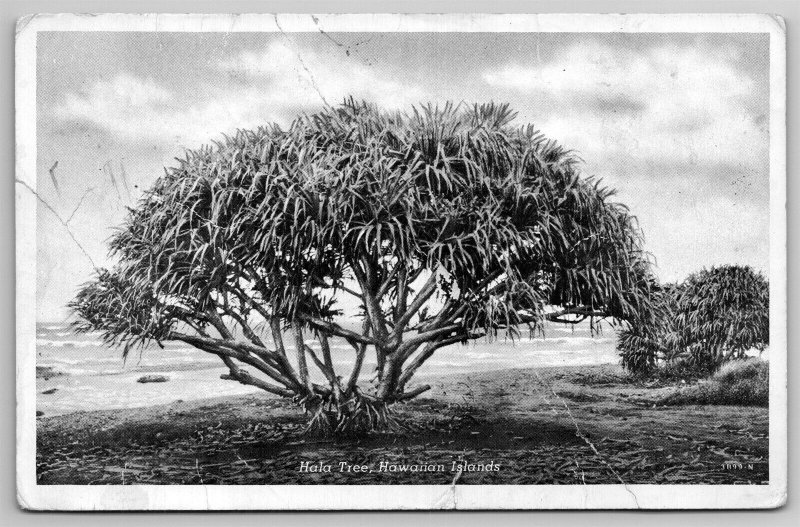 Hala Tree Hawaiian Islands HI Army APO C1930 Postcard D22