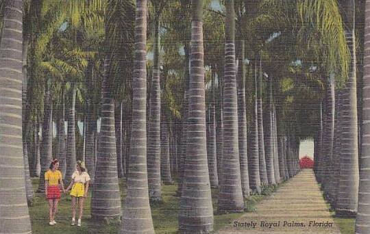 Florida Stately Royal Palms 1945