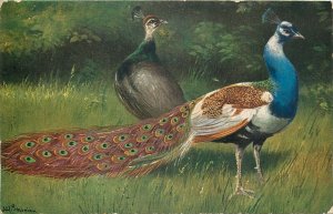 Peacocks by M. Schonian signed London County Council Christmas reward card 1914